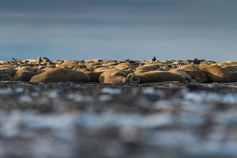 Walruses (Odobenus rosmarus)