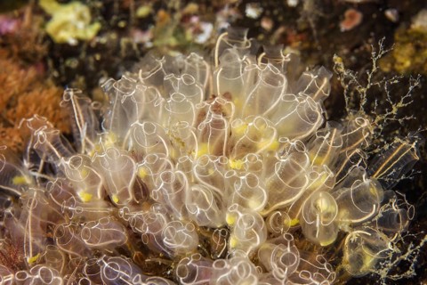 Colony of Lightbulb sea squirt (Clavelina lepadiformis)
