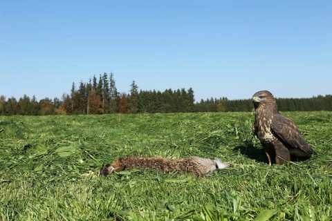 Steppe buzzard (Buteo buteo) on dead mown European hare (Lepus europaeus) Allgau