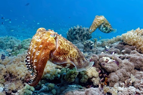 Pair Common cuttlefish (Sepia officinalis)