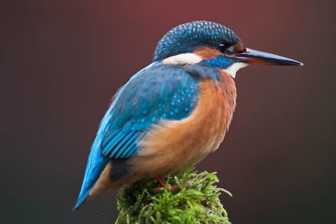 Kingfisher (Alcedo atthis)