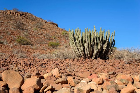 Gifboom (Euphorbia virosa)