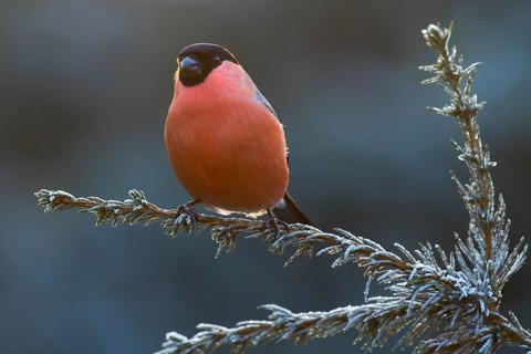 Bullfinch (Pyrrhula pyrrhula) sits on a branch