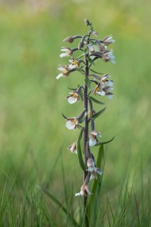 Marsh Helleborine (Epipactis palustris)