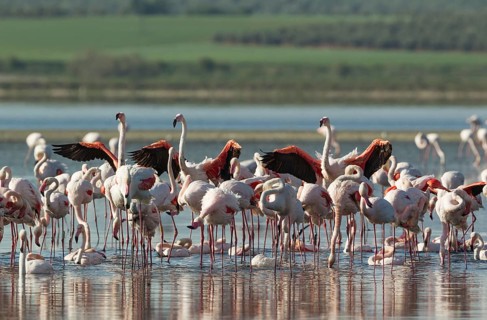 Greater Flamingos (Phoenicopterus roseus)
