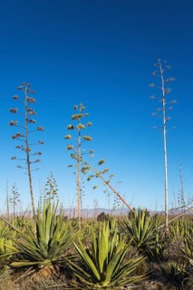 Century plants (Agave americana)