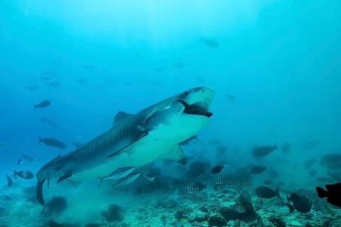 Tiger Shark (Galeocerdo cuvier) eating tuna