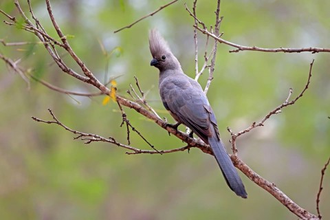 Grey Go-away-bird (Corythaixoides concolor)