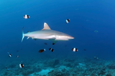 Grey reef shark (Carcharhinus amblyrhynchos)