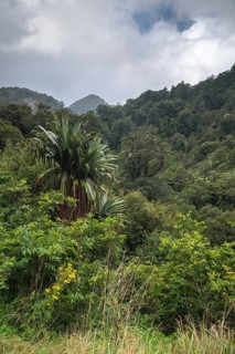Untouched Rainforest