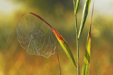 Spider's web in the morning dew
