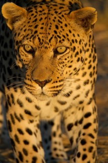 Leopard (Panthera pardus)
