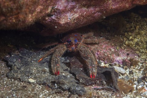 Black squat lobster (Galathea squamifera) under rock