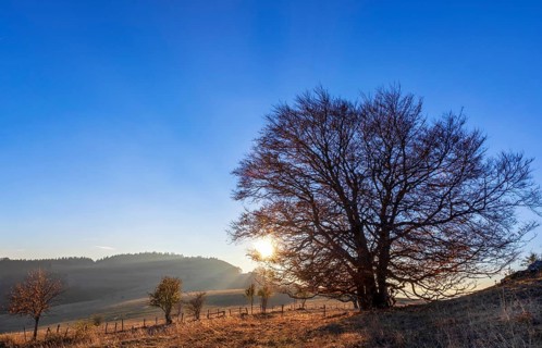 Sun goes down behind a tree at Mont Saleve