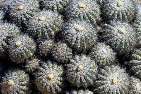 Cactus (Copiapoa cinerascens)