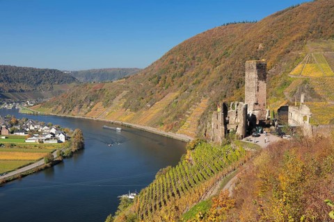 Ruins of Metternich Castle with vineyard