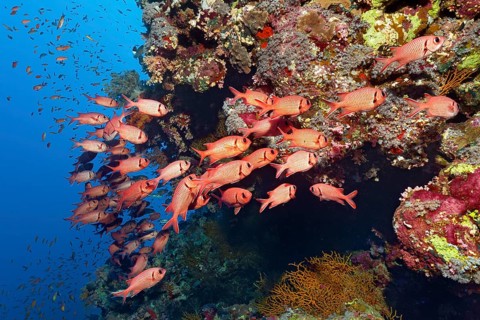 Swarm Pinecone soldierfishes (Myripristis murdjan) at coral reef