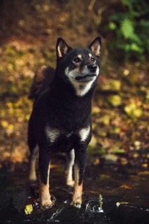 Shiba Inu (Canis lupus familiaris) standing in a brook