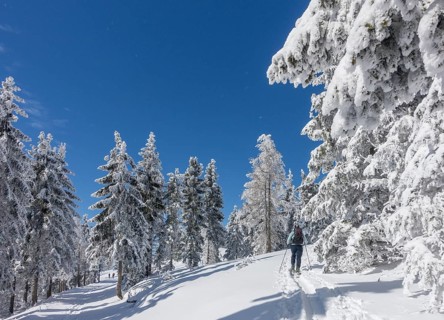 Ski mountaineer and snow-covered trees at Unterberg