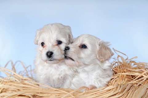 Havanese