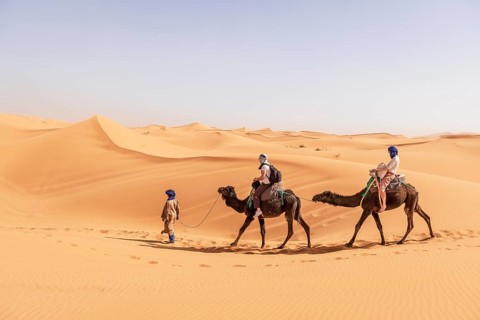 Caravan with two dromedaries (Camelus dromedarius) in sand dunes