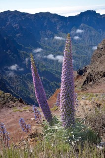 Echium wildpretii (Echium wildpretii) in front of the Caldera de Taburiente