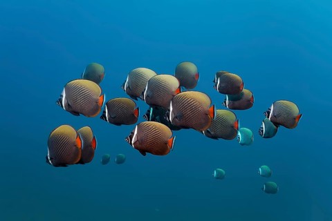Swarm Red-tailed butterflyfishes (Chaetodon collare)