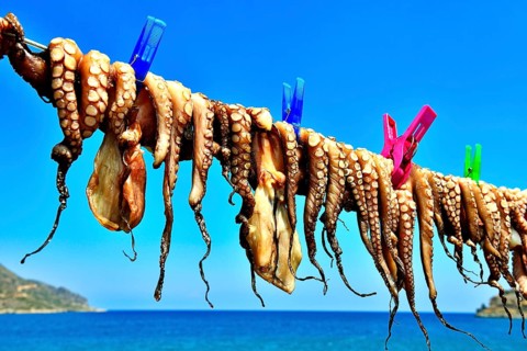 Hanged octopus dries on leash