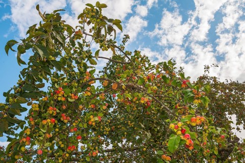 European Wild Pear (Pyrus pyraster) on tree