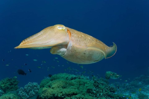 Common cuttlefish (Sepia officinalis)