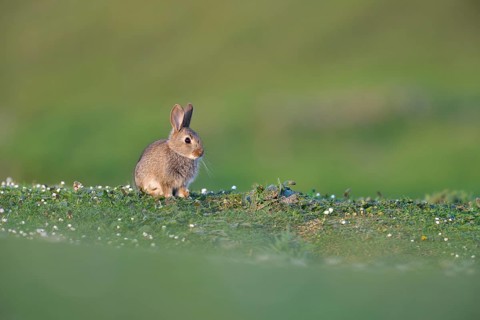Young European rabbit (Oryctolagus cuniculus)