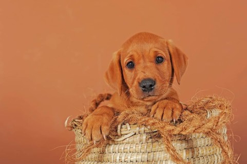 Labrador Retriever