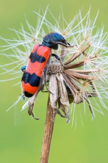 Bee beetle (Trichodes apiarius)