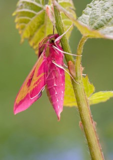 Elephant hawk-moth (Deilephila elpenor) on vine