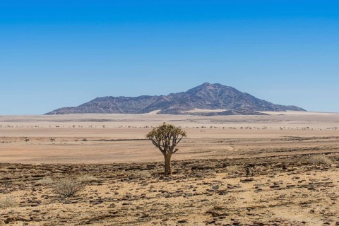 Desert-like landscape with Quiver tree (Aloe dichotoma)