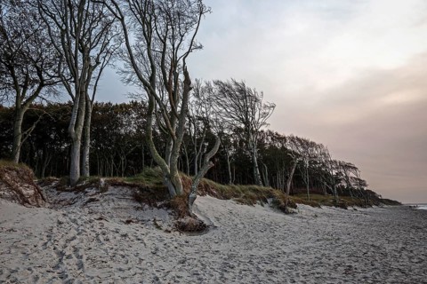 Windswept tree