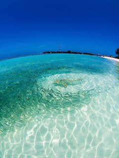 Fish swarm with sardines and hunting Blacktip reef shark (Carcharhinus melanopterus) in shallow water near the shore