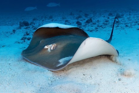Pink whipray (Himantura fai) lies in the sandy bottom of the Indian Ocean