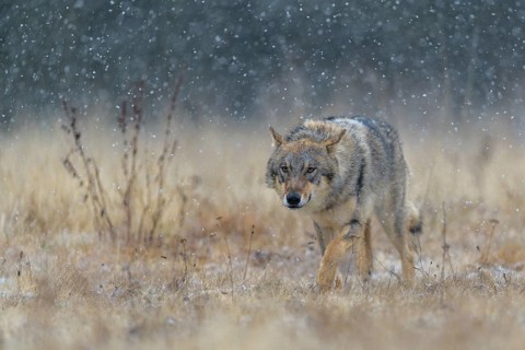 Gray wolf (Canis lupus)