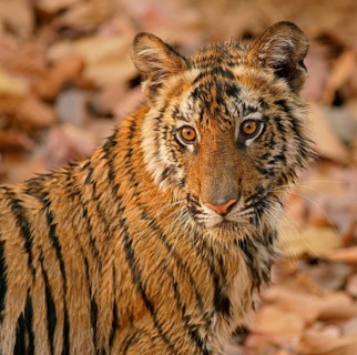 Bengal tiger (Panthera tigris tigris) Kitten