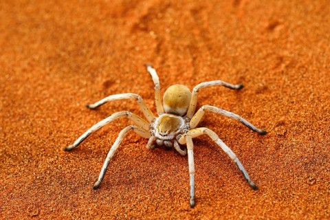 Wheel Spider