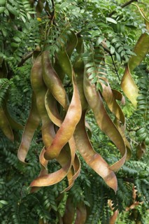 Carob tree (Ceratonia siliqua)