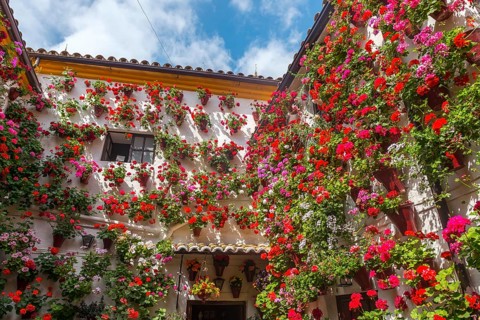 Many red geraniums in flower pots in the courtyard on a house wall