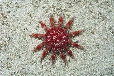 Common Sun Star (Crossaster papposus) on sandy bottom