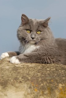 Ragdoll