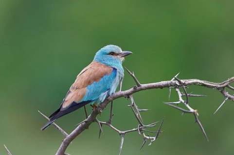 European roller (Coracias garrulus)