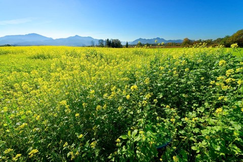 Rape field near Grabenstatt in front of Hochgern