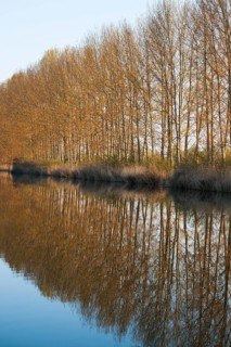 Black Poplars (Populus) with water reflections