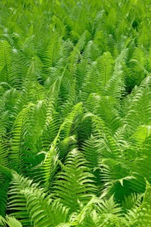 Ostrich Fern (Matteuccia struthiopteris)
