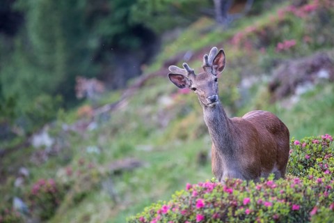 Red deer (Cervus elaphus)